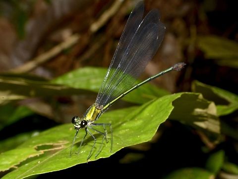 Common Flashwing Damselfly - Vestalis amethystina  Common Flashwing Damselfly,Damselfly,Geotagged,Malaysia,Mulu,Sarawak,Summer,Vestalis amethystina