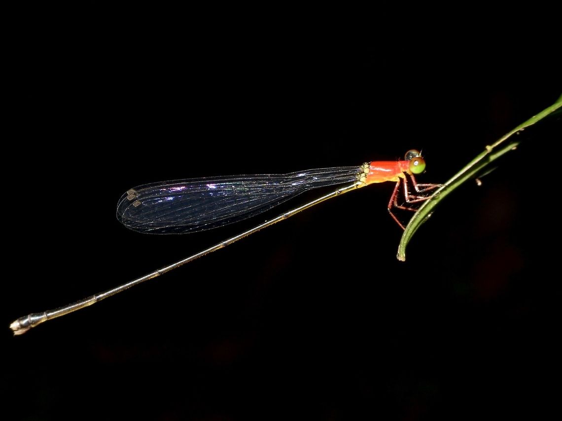Will-o-wisp Damselfly - Amphicnemis gracilis This is an immature female Will-o-wisp Damselfly - Amphicnemis gracilis. Amphicnemis gracilis,Damselfly,Geotagged,Malaysia,Mulu,Sarawak,Summer,Will-o-wisp