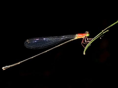 Will-o-wisp Damselfly - Amphicnemis gracilis This is an immature female Will-o-wisp Damselfly - Amphicnemis gracilis. Amphicnemis gracilis,Damselfly,Geotagged,Malaysia,Mulu,Sarawak,Summer,Will-o-wisp