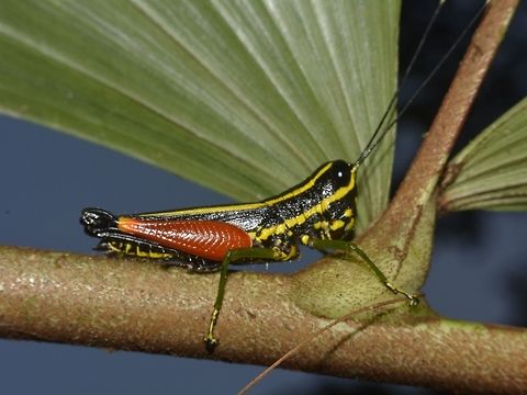 Red-Legged Grasshopper - Traulia sp. Red-Legged or Red-Thigh Grasshopper from the genus Traulia. Geotagged,Grasshopper,Malaysia,Mulu,Red-Legged Grasshopper,Red-Thigh Grasshopper,Sarawak,Summer