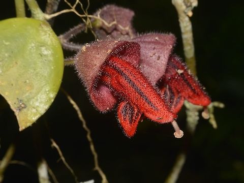 Red Flower Small red hairy flower Flower,Geotagged,Malaysia,Mulu,Sarawak,Summer
