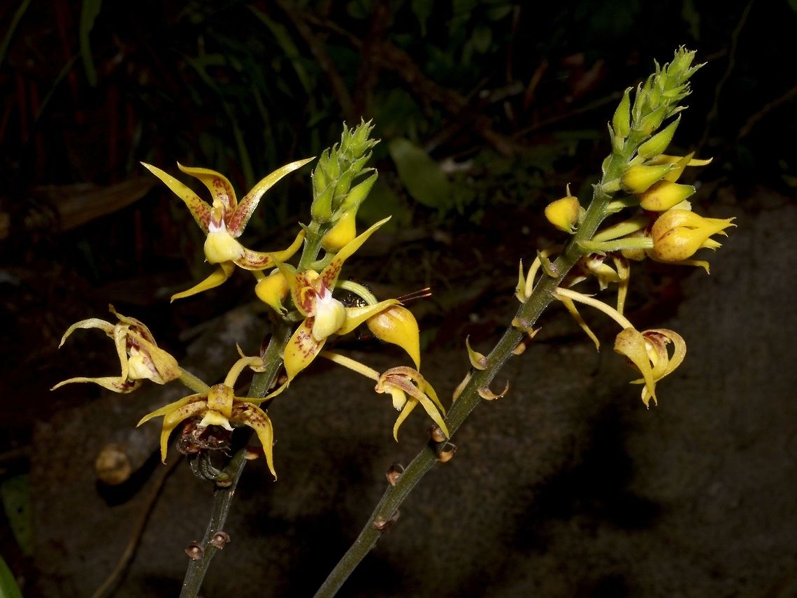Orchids Wild Orchids seen in Mulu National Park Geotagged,Malaysia,Mulu,Orchid,Sarawak,Summer