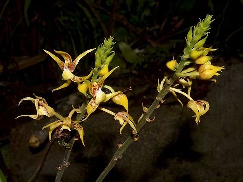 Orchids Wild Orchids seen in Mulu National Park Geotagged,Malaysia,Mulu,Orchid,Sarawak,Summer