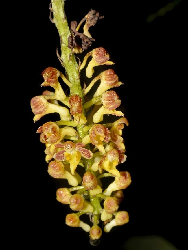 Bunch of Tiny Orchids This is a bunch of tiny Orchids, each flower is less than 1 cm in size. Geotagged,Malaysia,Mulu,Orchid,Sarawak,Summer