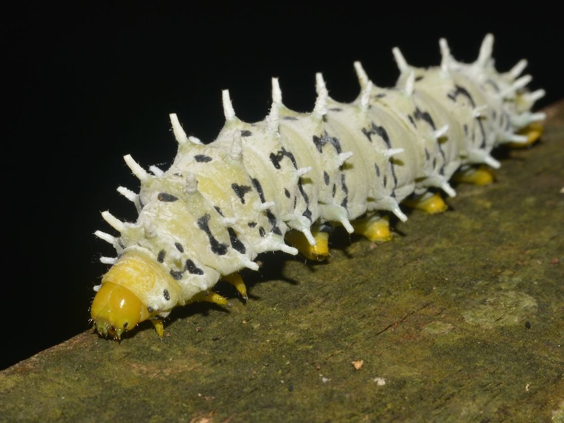 Caterpillar  Caterpillar,Geotagged,Malaysia,Mulu,Sarawak,Summer