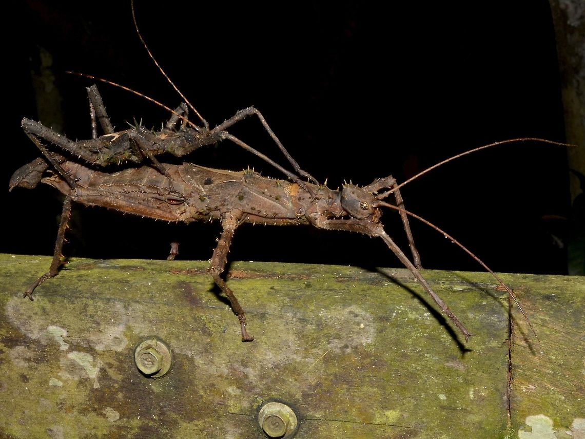 Lovers going for a walk The hand railings of the trails at Mulu National Park can be a good place to look for Phasmids during night walks. I have seen a lot of them on the railings, although most of them are nymphs.<br />
<br />
In this picture, a pair of Haaniella echinata was taking a stroll on the railing. Geotagged,Haaniella echinata,Malaysia,Mulu,Phasmid,Prickly Haaniella,Sarawak,Stick Insect,Summer