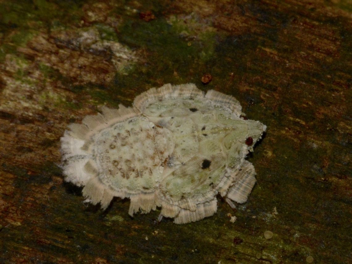 Hopper Nymph This is most likely a nymph of a Hopper. Geotagged,Hopper,Malaysia,Mulu,Nymph,Sarawak,Summer