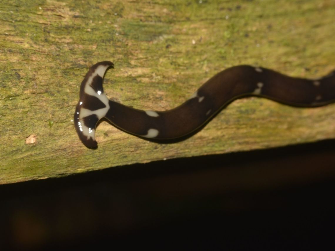 Hammerhead Worm - Bipalium sp Bipalium is a genus of large predatory land planarians. They are often loosely called "hammerhead worms" or "broadhead planarians" because of the distinctive shape of their head region. <br />
<br />
The name Bipalium comes from Latin bi-, two + pala, shovel or spade, because species in this genus resemble a pickaxe. Bipalium,Bipalium sp,Geotagged,Hammerhead Worm,Malaysia,Mulu,Sarawak,Summer,Worm