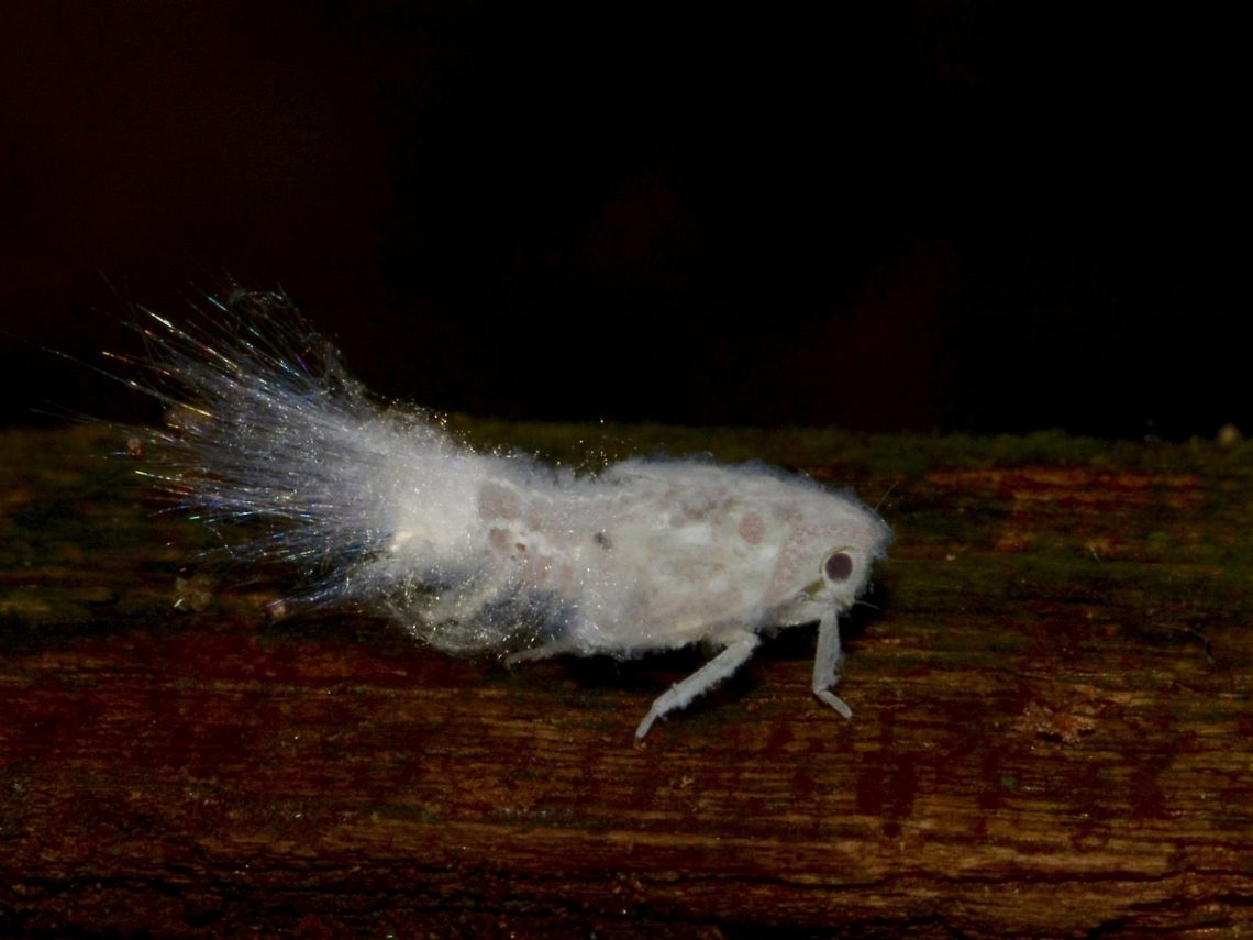 Hopper Nymph A nymph of Hopper.<br />
The fibrous stuff coming out of its back is crystallised urine.  Their urine is very highly concentrated in sugar that it crystallises when excreted.  Other insects like ants and cockroaches have been known to hang around this Hoppers to 'harvest' the urine.   Geotagged,Hopper,Malaysia,Mulu,Nymph,Sarawak,Summer
