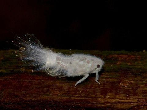 Hopper Nymph A nymph of Hopper.
The fibrous stuff coming out of its back is crystallised urine.  Their urine is very highly concentrated in sugar that it crystallises when excreted.  Other insects like ants and cockroaches have been known to hang around this Hoppers to 'harvest' the urine.   Geotagged,Hopper,Malaysia,Mulu,Nymph,Sarawak,Summer