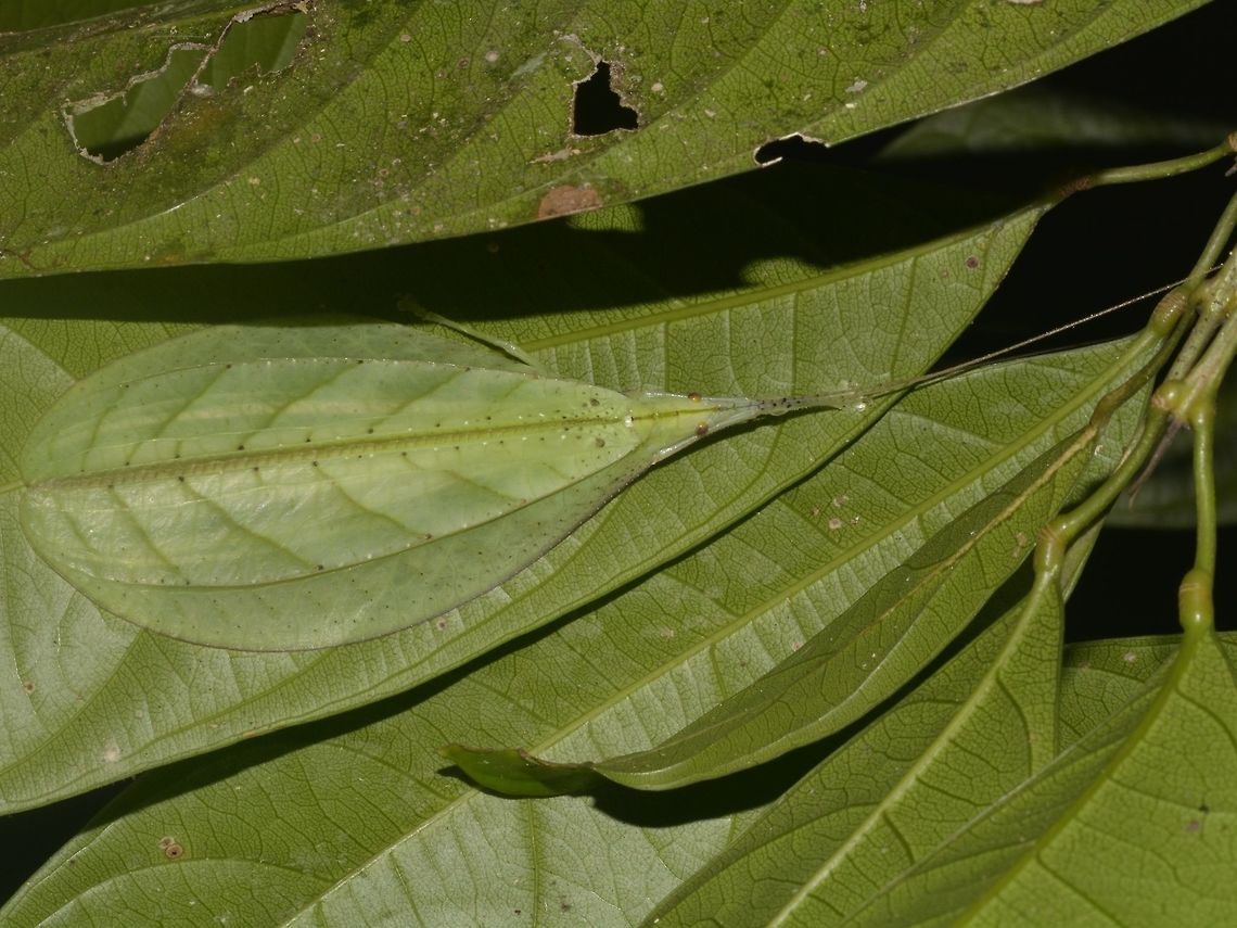 I'm a LEAF This Leaf Mimic Katydid - Tympanophyllum atroterminatum can be highly camouflaged among leafs as the colours and patterns on their wings truly mimics leafs.<br />
<br />
This Leaf Katydid was making very loud sound, using its front wings that have special structures, rubbing it together to make sounds. They hear these sounds with flat patches on their legs that act as ears. They also uses their forewings, bowing out slightly to create a resonance chamber that intensifies their calls.<br />
 Geotagged,Katydid,Leaf Katydid,Malaysia,Mulu,Sarawak,Summer,Tympanophyllum atroterminatum