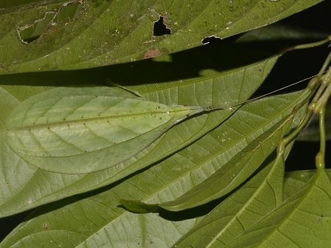 I'm a LEAF This Leaf Mimic Katydid - Tympanophyllum atroterminatum can be highly camouflaged among leafs as the colours and patterns on their wings truly mimics leafs.

This Leaf Katydid was making very loud sound, using its front wings that have special structures, rubbing it together to make sounds. They hear these sounds with flat patches on their legs that act as ears. They also uses their forewings, bowing out slightly to create a resonance chamber that intensifies their calls.
 Geotagged,Katydid,Leaf Katydid,Malaysia,Mulu,Sarawak,Summer,Tympanophyllum atroterminatum