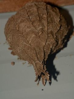 Nest Saw this nest in one of the shelter along the trail in Mulu National Park.
Probably a nest of a wasp.

Update : This is the nest of Eustenogaster calyptodoma. Eustenogaster calyptodoma,Geotagged,Malaysia,Mulu,Nest,Sarawak,Summer