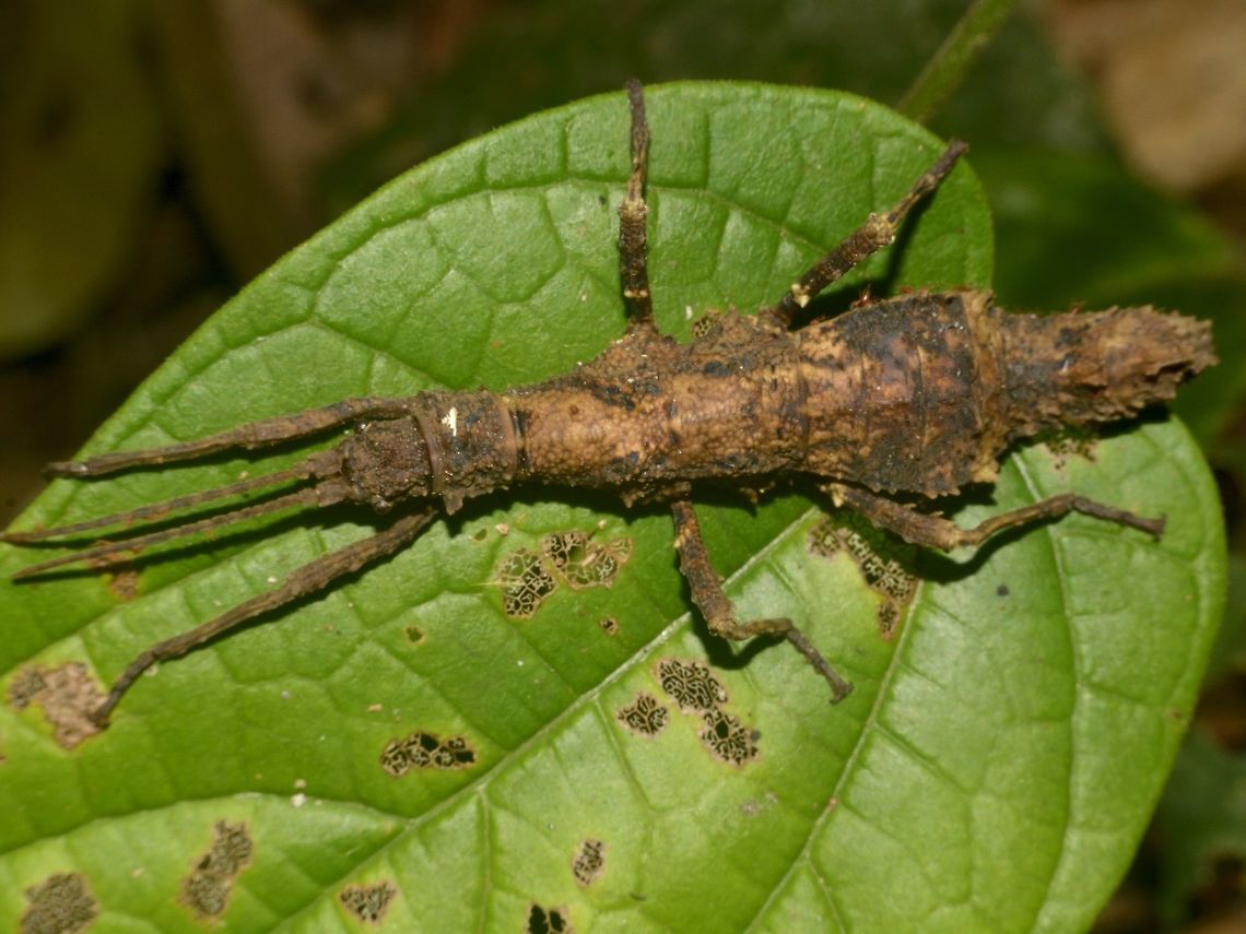 Stick Insect, Phasmid - Dares validispinus  Dares validispinus,Geotagged,Malaysia,Mulu,Phasmid,Sarawak,Stick Insect,Summer