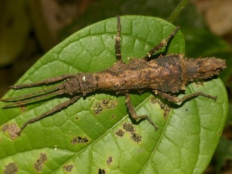 Stick Insect, Phasmid - Dares validispinus  Dares validispinus,Geotagged,Malaysia,Mulu,Phasmid,Sarawak,Stick Insect,Summer