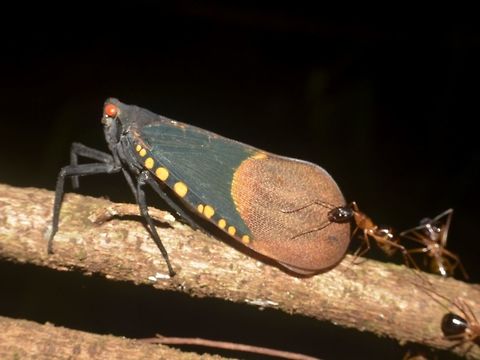 Ant Harvesting Honeydew This is a Scamandra Planthopper - Scamandra polychroma getting harvested by Ants.  When I first saw it, I thought the Ants were predating on the Planthopper but was later told my a friend who specialises in Fulgoridae that is not the case.  The Ants 'harvest' the urine secretion of the Planthoppers and they uses the antennae to stroke the Planthopper to encourage the process. Geotagged,Malaysia,Mulu,Planthopper,Sarawak,Scamandra Planthopper,Scamandra polychroma,Summer
