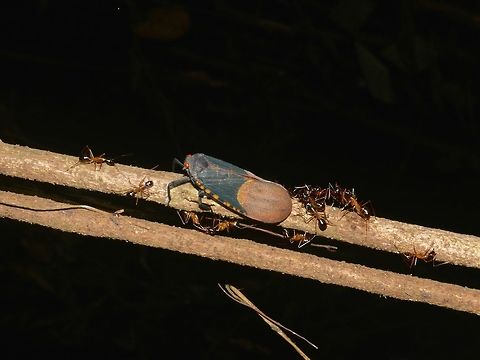 Scamandra Planthopper - Scamandra polychroma This is a wider picture showing the scene of Ants surrounding a Scamandra Planthopper - Scamandra polychroma t o harvest honey dew. Geotagged,Hopper,Malaysia,Mulu,Planthopper,Sarawak,Scamandra Planthopper,Scamandra polychroma,Summer