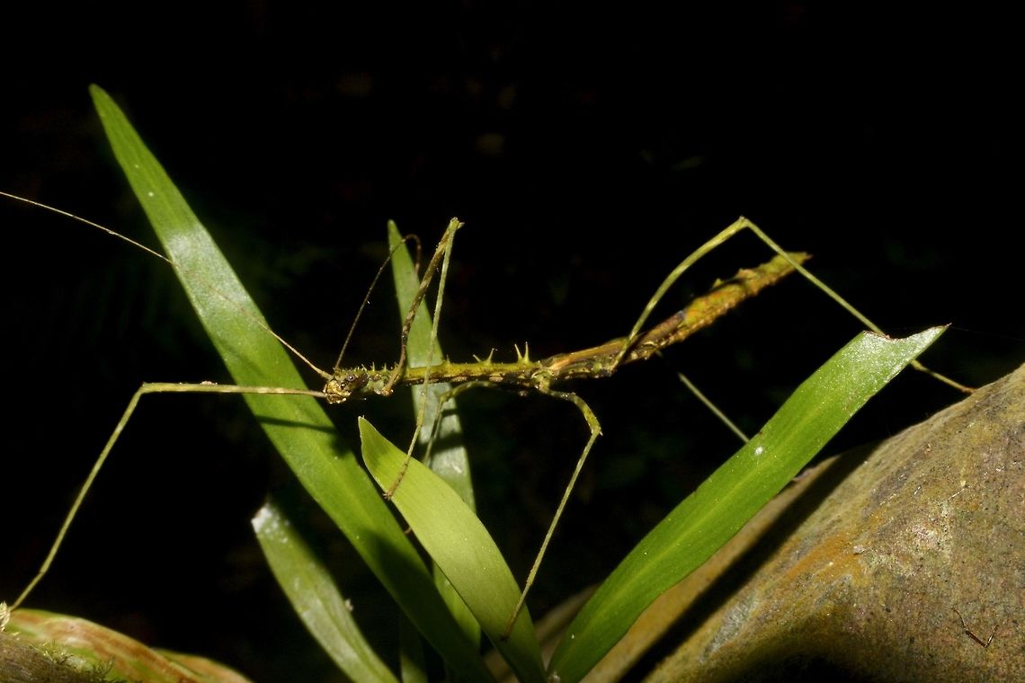 Stick Insect, Phasmid - Centrophasma hadrillum This is a male Phasmid of the species Centrophasma hadrillum,  He has spiny thorax and half wings, which is not capable of flight. Centrophasma hadrillum,Geotagged,Malaysia,Mulu,Phasmid,Sarawak,Stick Insect,Summer