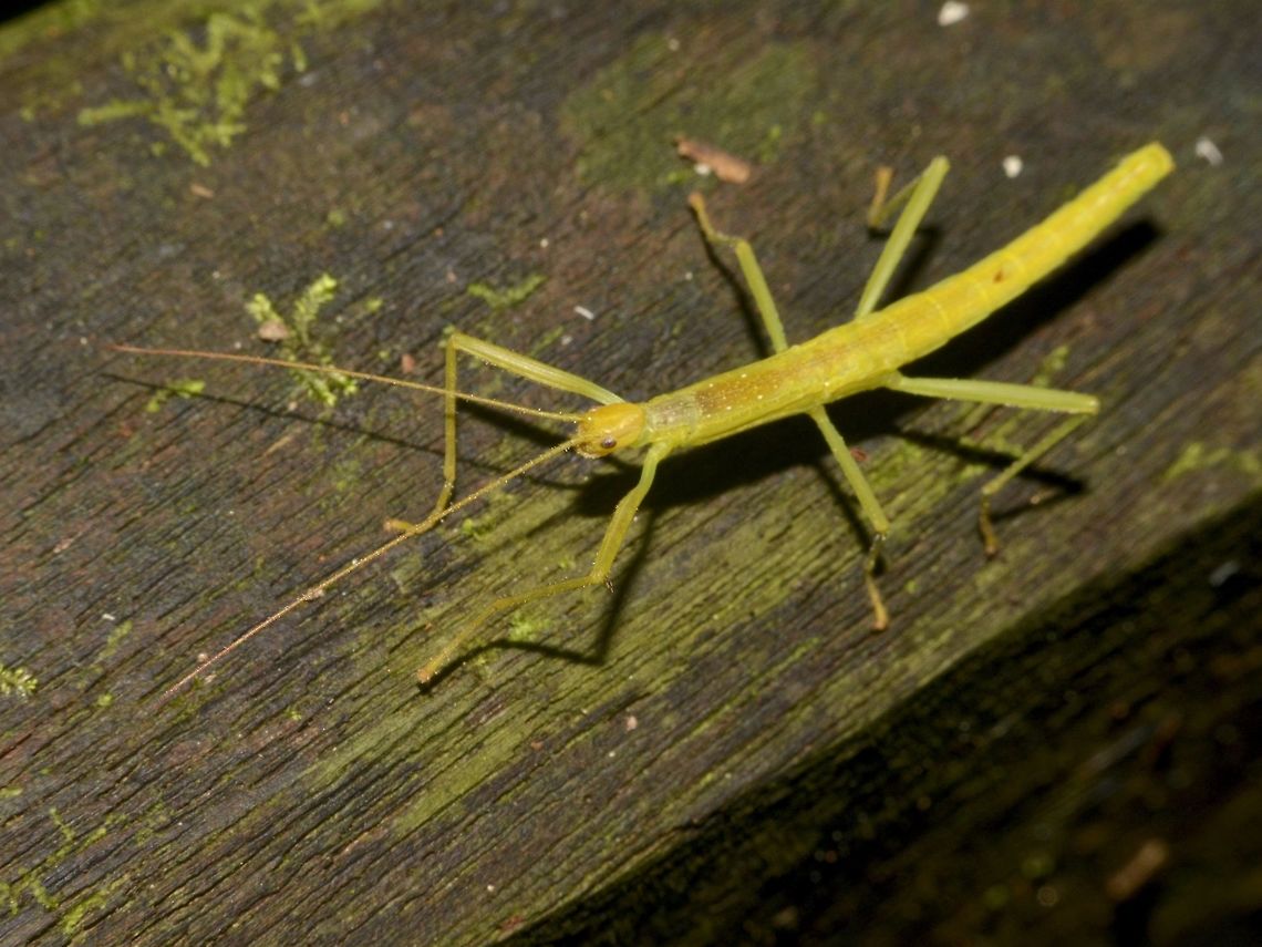 Taking a walk This nymph of a Phasmid was taking a stroll on the hand rails of the trails in Mulu National Park. Geotagged,Malaysia,Mulu,Nymph,Phasmid,Sarawak,Stick Insect,Summer