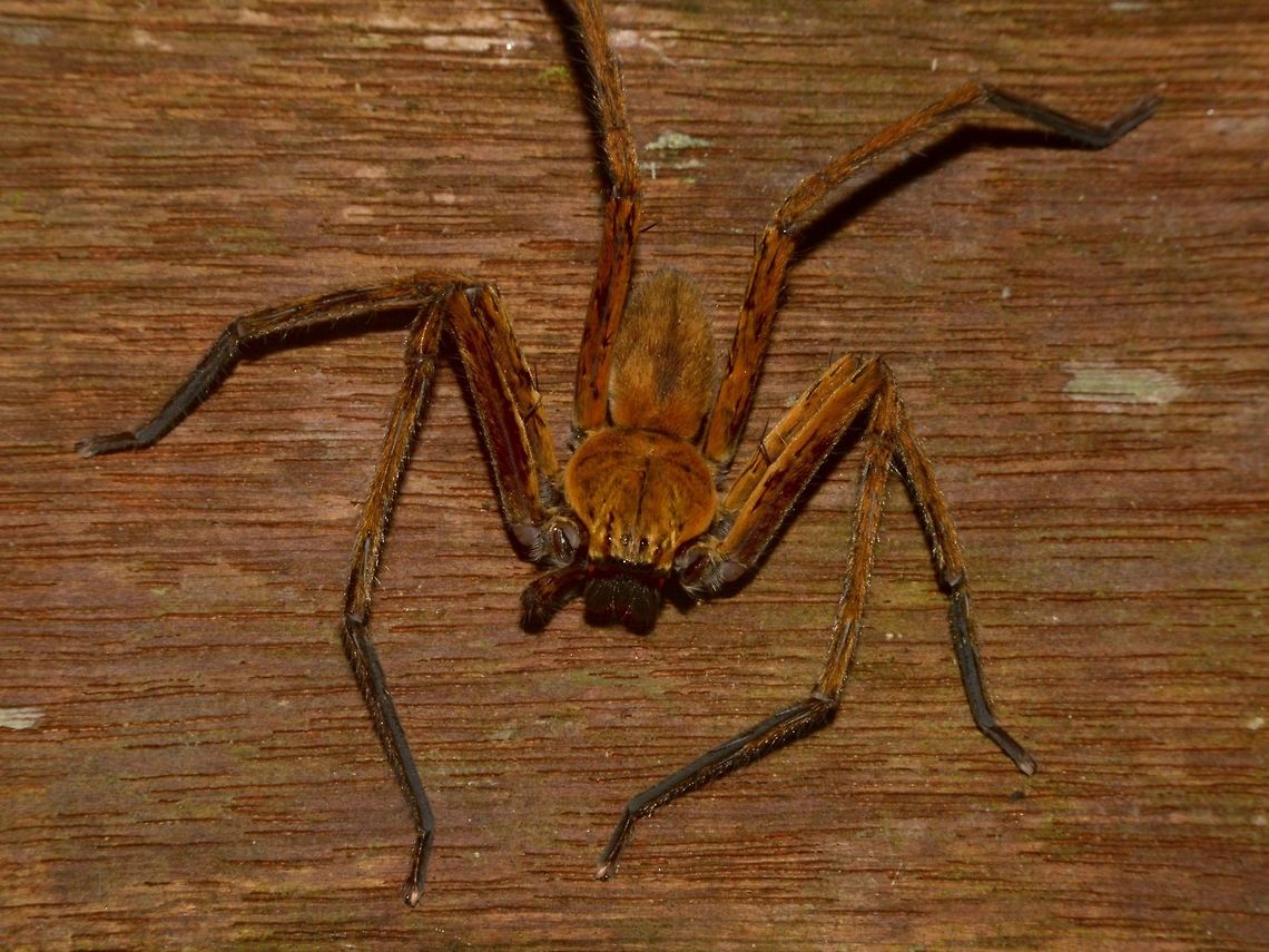 Huntsman Spider Huntsman Spider found on the hand rails along the trails in Mulu National Park. Geotagged,Huntsman Spider,Malaysia,Mulu,Sarawak,Spider,Summer