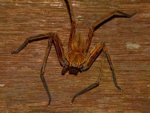 Huntsman Spider Huntsman Spider found on the hand rails along the trails in Mulu National Park. Geotagged,Huntsman Spider,Malaysia,Mulu,Sarawak,Spider,Summer
