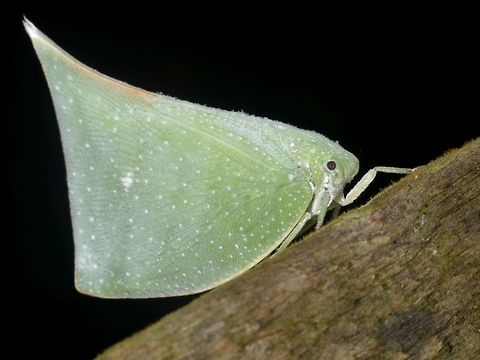 Flatid Planthopper - Lawana imitata  Flatid Planthopper,Geotagged,Hopper,Lawana,Lawana imitata,Lawana sp,Malaysia,Mulu,Planthopper,Sarawak,Summer