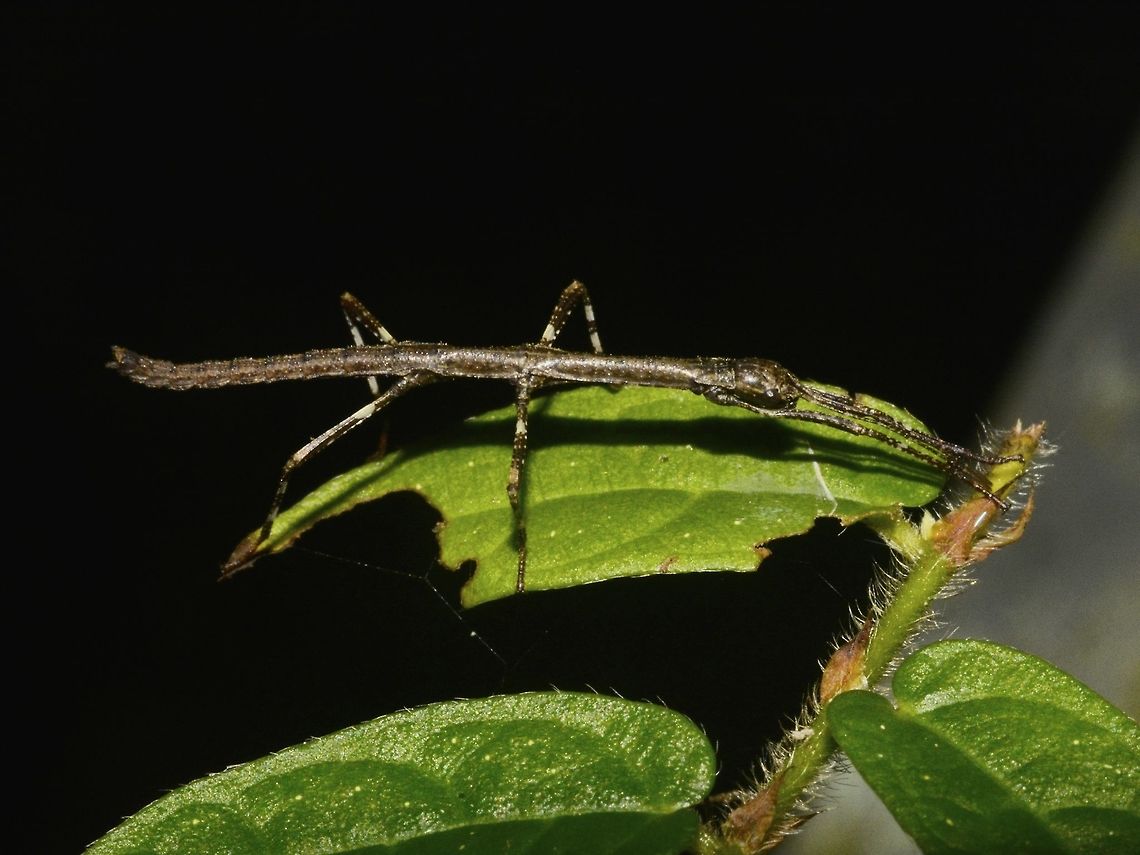Resting Nymph of a Stick Insect, Phasmid Geotagged,Malaysia,Mulu,Phasmid,Sarawak,Stick Insect,Summer