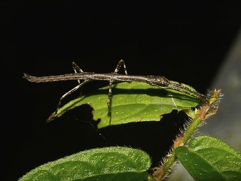Resting Nymph of a Stick Insect, Phasmid Geotagged,Malaysia,Mulu,Phasmid,Sarawak,Stick Insect,Summer