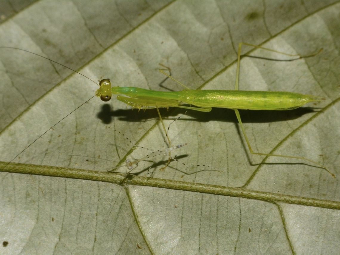 2 Generations The bigger Praying Mantis is already adult as its wings are fully developed.  However, it is a relatively small species, size just around 3 - 3.5 cm. <br />
<br />
On the same leaf, there were several nymphs of Praying Mantis, probably newly hatched.  Not sure though if they are of the same species.<br />
<br />
Praying Mantis are not known to look after their youngs as after they lays their eggs in an ootheca, they leave it for incubation on its own.  Furthermore, Praying Mantis has been known to have cannibalistic behaviours with Female eating the male while getting mated and nymphs of same species feeding on their weaker siblings. Geotagged,Malaysia,Mantis,Mulu,Praying Mantis,Sarawak,Summer