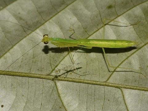 2 Generations The bigger Praying Mantis is already adult as its wings are fully developed.  However, it is a relatively small species, size just around 3 - 3.5 cm. 

On the same leaf, there were several nymphs of Praying Mantis, probably newly hatched.  Not sure though if they are of the same species.

Praying Mantis are not known to look after their youngs as after they lays their eggs in an ootheca, they leave it for incubation on its own.  Furthermore, Praying Mantis has been known to have cannibalistic behaviours with Female eating the male while getting mated and nymphs of same species feeding on their weaker siblings. Geotagged,Malaysia,Mantis,Mulu,Praying Mantis,Sarawak,Summer