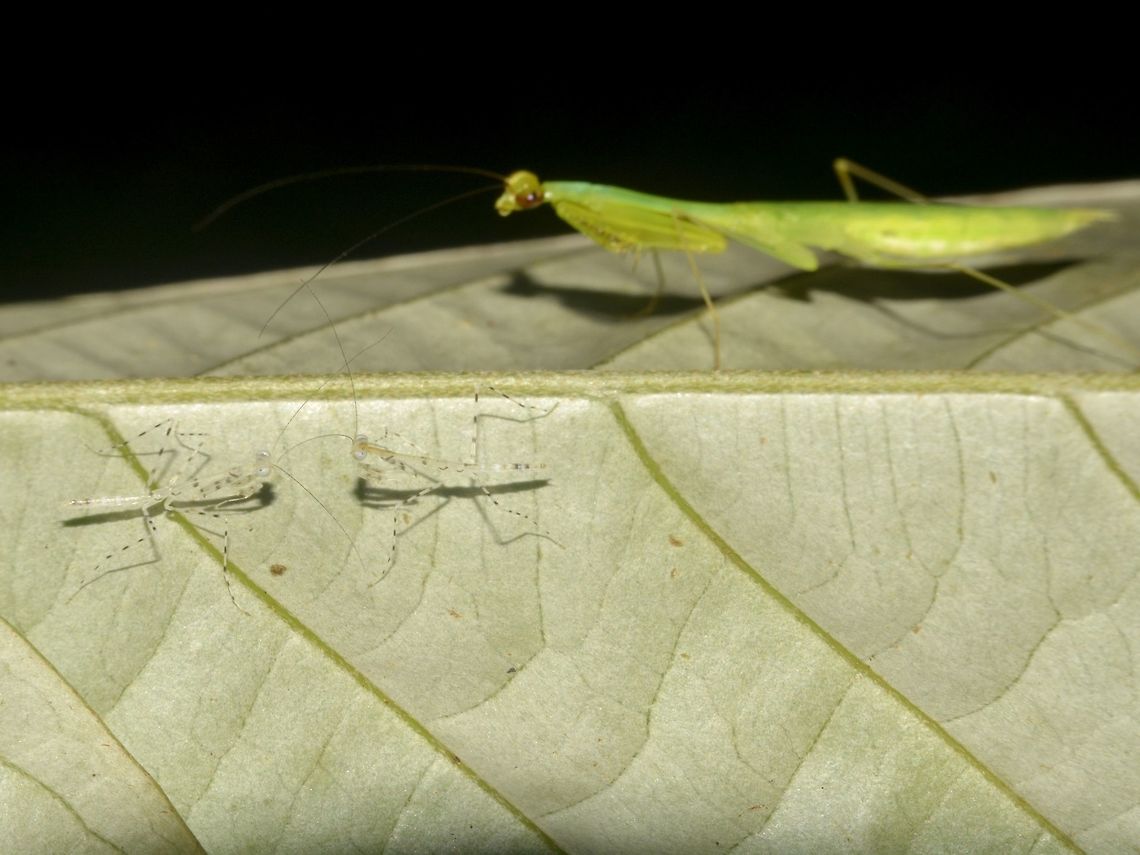Greetings and Preying? 2 tiny nymphs of Praying Mantis (probably newly hatched) assessing each other while a bigger Praying Mantis eyeing them, probably not worth her trouble as to eat them.  Not sure if the big Praying Mantis and the Nymphs are of the same species though. Geotagged,Malaysia,Mantis,Mulu,Praying Mantis,Sarawak,Summer
