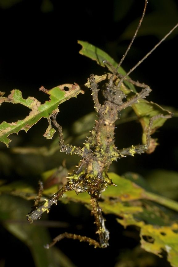 The reality of nature This picture shows a female Phasmid of the species Aretaon muscosus with her abdomen missing.  Phasmids are most vulnerable at night when they come out to the open, for feeding and then to just hang out on leafs.  During day time, they are mostly in hiding.<br />
<br />
There are millions of Bats in the caves of Mulu National Park and every night, each Bat will eat up to 10 insects!  Despite that, Mulu National Park is still full of loads of Insects. Aretaon,Aretaon muscosus,Geotagged,Malaysia,Mulu,Phasmid,Sarawak,Stick Insect,Summer,Thorny Stick Insect