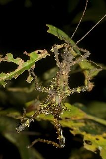 The reality of nature This picture shows a female Phasmid of the species Aretaon muscosus with her abdomen missing.  Phasmids are most vulnerable at night when they come out to the open, for feeding and then to just hang out on leafs.  During day time, they are mostly in hiding.

There are millions of Bats in the caves of Mulu National Park and every night, each Bat will eat up to 10 insects!  Despite that, Mulu National Park is still full of loads of Insects. Aretaon,Aretaon muscosus,Geotagged,Malaysia,Mulu,Phasmid,Sarawak,Stick Insect,Summer,Thorny Stick Insect