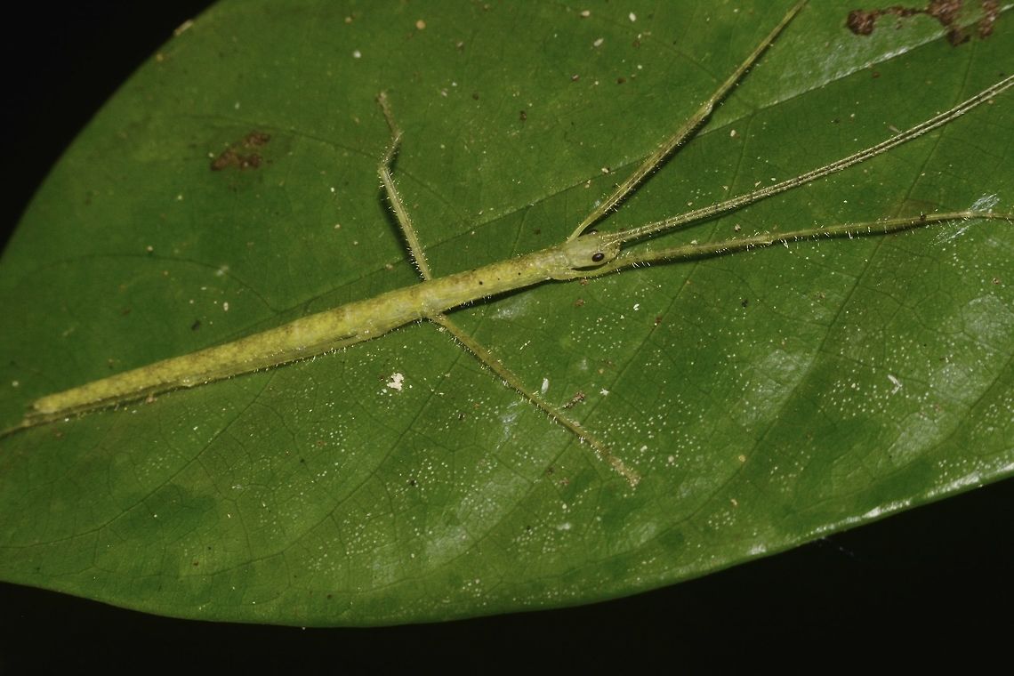 Nymph of Stick Insect, Phasmid Nymph of Phasmid, most likely from the family of Necrosciinae. Geotagged,Malaysia,Mulu,Phasmid,Sarawak,Stick Insect,Summer