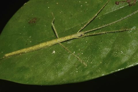 Nymph of Stick Insect, Phasmid Nymph of Phasmid, most likely from the family of Necrosciinae. Geotagged,Malaysia,Mulu,Phasmid,Sarawak,Stick Insect,Summer