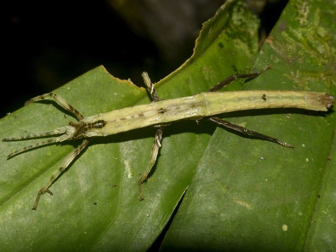 Nymph of Stick Insect, Phasmid - Pylaemenes borneensis This is a small Phasmid nymph of the species Pylaemenes borneensis.<br />
At the younger nymph stages, they are mostly white to light green in colour, getting darker green as they get older and eventually from sub-adult to adult, they will  turn to dark brown and/or black in colour. Geotagged,Malaysia,Mulu,Phasmid,Pylaemenes borneensis,Sarawak,Stick Insect,Summer