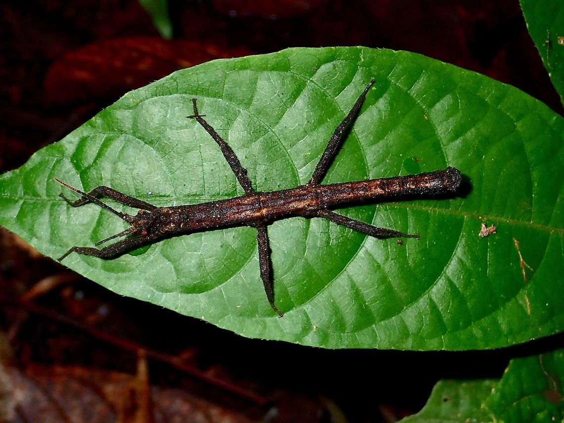 Stick Insect, Phasmid - Pylaemenes sepilokensis sepilokensis This is a male Phasmid of the sub-species Pylaemenes sepilokensis sepilokensis Fall,Geotagged,Malaysia,Phasmid,Pylaemenes,Pylaemenes sepilokensis sepilokensis,Stick Insect,Tawau,sabah