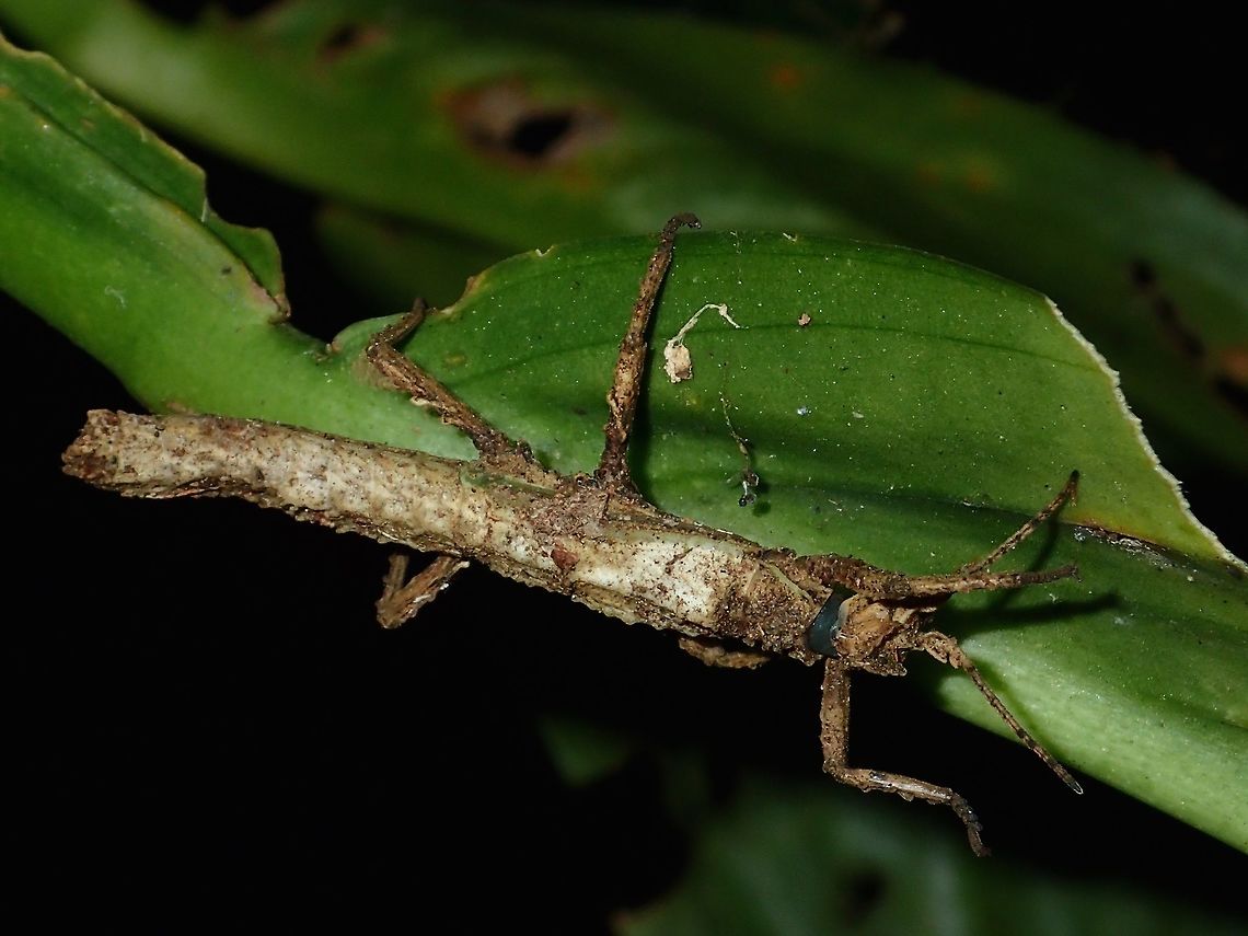 Stick Insect, Phasmid - Pylaemenes sepilokensis sepilokensis This is a female sub-adult Phasmid of the sub-species Pylaemenes sepilokensis sepilokensis Fall,Geotagged,Malaysia,Pylaemenes,Pylaemenes sepilokensis sepilokensis,Sabah,Tawau