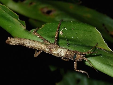 Stick Insect, Phasmid - Pylaemenes sepilokensis sepilokensis This is a female sub-adult Phasmid of the sub-species Pylaemenes sepilokensis sepilokensis Fall,Geotagged,Malaysia,Pylaemenes,Pylaemenes sepilokensis sepilokensis,Sabah,Tawau