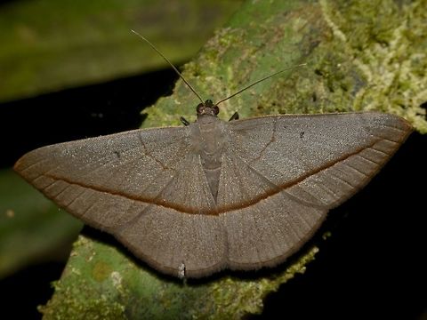 Moth - Noreia anacardium  Geotagged,Malaysia,Moth,Mulu,Noreia anacardium,Sarawak,Summer