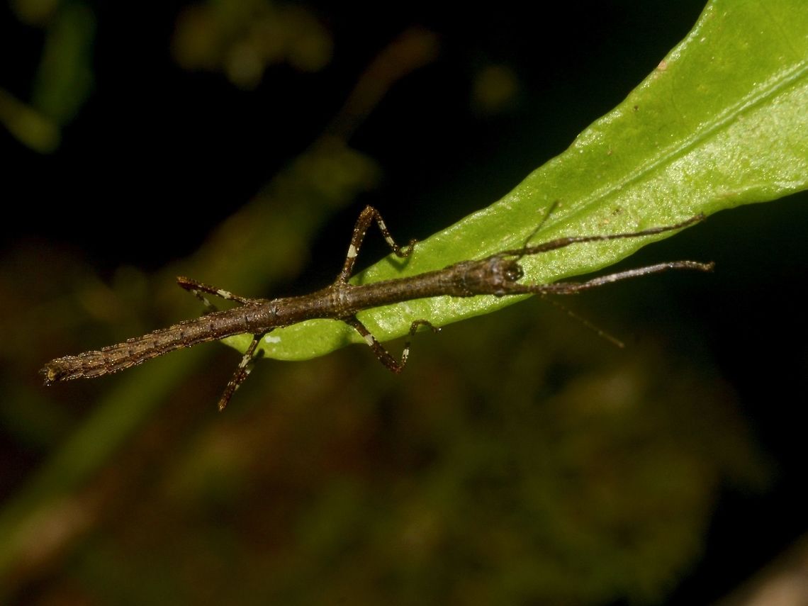Nymph of Stick Insect, Phasmid This is a nymph of a Stick Insect, Phasmid. Geotagged,Malaysia,Mulu,Phasmid,Sarawak,Stick Insect,Summer
