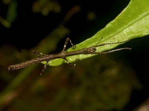 Nymph of Stick Insect, Phasmid This is a nymph of a Stick Insect, Phasmid. Geotagged,Malaysia,Mulu,Phasmid,Sarawak,Stick Insect,Summer