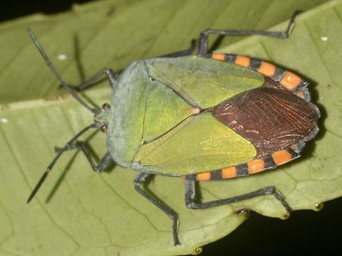 Giant Shield Bug - Pycanum rubens This Giant Shield Bug - Pycanum rubens is also known as Stink Bug as they release a defensive mechanism that is very stinky.  This defensive chemicals from some species can cause significant damage if they come into contact with human skin; they may also cause temporary blindness. Geotagged,Giant Shield Bug,Malaysia,Mulu,Pycanum rubens,Sarawak,Stink Bug,Summer
