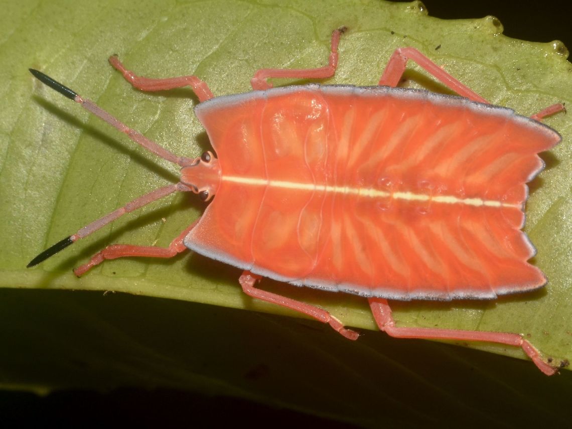 Nymph of Giant Shield Bug - Pycanum rubens The nymph of Giant Shield Bug - Pycanum rubens is brightly red in colour, probably to warn off predators. Geotagged,Giant Shield Bug,Malaysia,Mulu,Pycanum rubens,Sarawak,Stink Bug,Summer