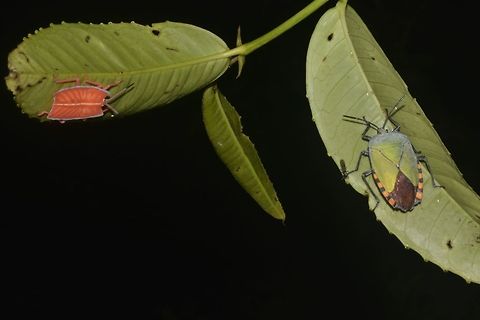 2 Generations This Giant Shield Bugs - Pycanum rubens was found on their host plant, Dillenia suffruticosa (local name Simpuh Air).  Some species of Shield Bugs are known to brood their eggs.
In this picture, its an adult Shield Bug on the right and the nymph on the left. Geotagged,Giant Shield Bug,Malaysia,Mulu,Pycanum rubens,Sarawak,Stink Bug,Summer