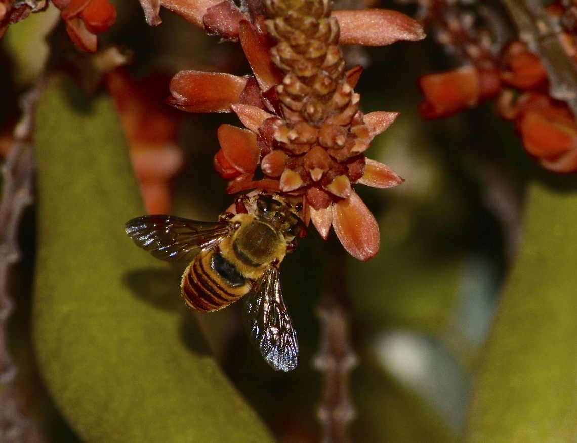 Bee  Bee,Geotagged,Malaysia,Mulu,Sarawak,Summer