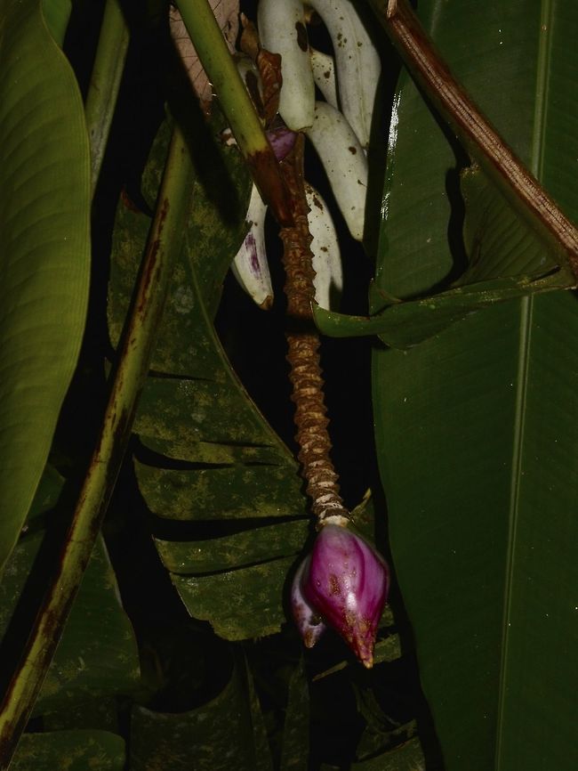 Wild Banana A bunch of Bananas seen in Mulu National Park, the red thing is the flower. Banana,Geotagged,Malaysia,Mulu,Sarawak,Summer