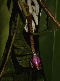 Wild Banana A bunch of Bananas seen in Mulu National Park, the red thing is the flower. Banana,Geotagged,Malaysia,Mulu,Sarawak,Summer