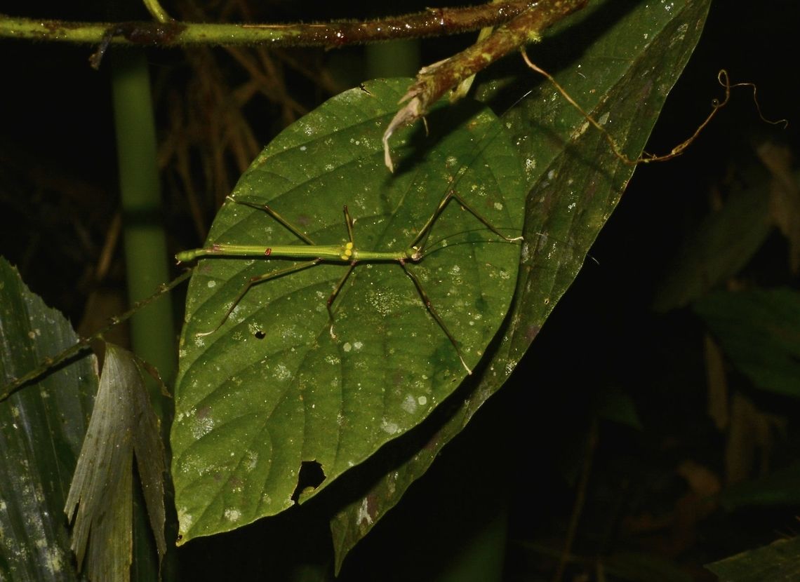 Stick Insect, Phasmid - Marmessoidea quadriguttata This is a male Phasmid of the species Marmessoidea quadriguttata.<br />
Mostly all green in colour with 4 yellow spots on its Tegmina.  Being a winged species, they are fairly active during day time and often seen flying around and that's when you can see their bright red wings. Geotagged,Malaysia,Marmessoidea quadriguttata,Mulu,Phasmid,Sarawak,Stick Insect,Summer