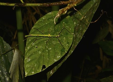 Stick Insect, Phasmid - Marmessoidea quadriguttata This is a male Phasmid of the species Marmessoidea quadriguttata.
Mostly all green in colour with 4 yellow spots on its Tegmina.  Being a winged species, they are fairly active during day time and often seen flying around and that's when you can see their bright red wings. Geotagged,Malaysia,Marmessoidea quadriguttata,Mulu,Phasmid,Sarawak,Stick Insect,Summer